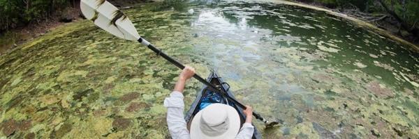 Kayaking in a river that has alge blooms