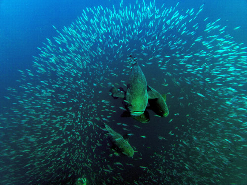 Antilles Star Wreck on the Volusia County
