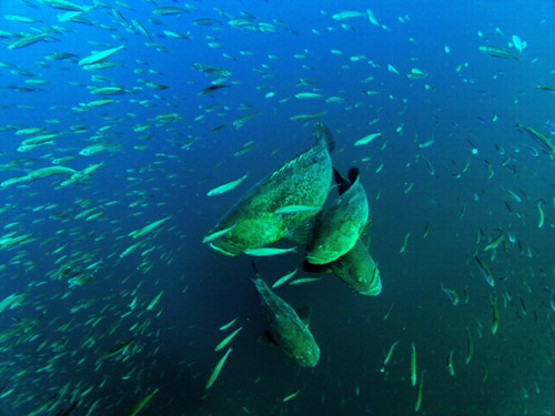 Antilles Star Wreck on the Volusia County