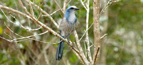 Scrub Jay