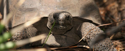 Is it illegal to kill a gopher tortoise