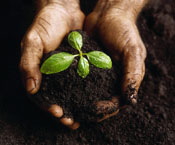 Human hands holding potting soil with small seedling in it