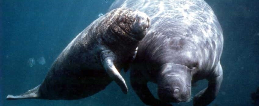 Manatee and calf