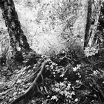 lee dunkel photo one tree