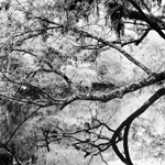 lee dunkel photo 4 tree and water