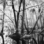 lee dunkel photo 5 tree and water