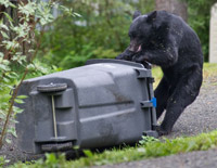 Black bear trying to get into a garbage container