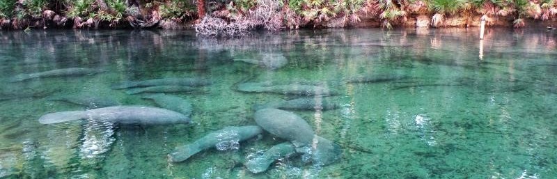Manatees swimming in spring