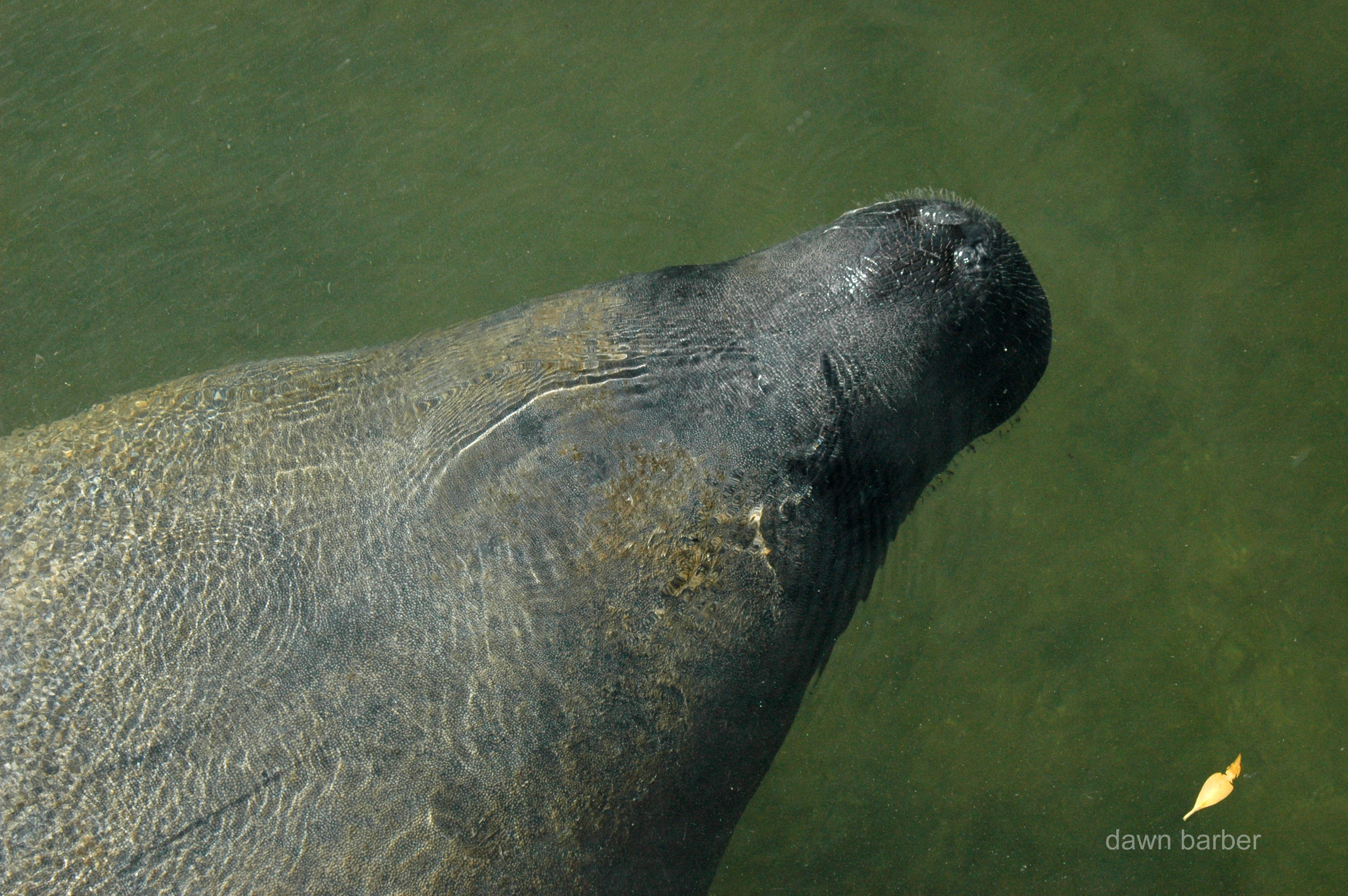 Head of a florida manatee in the wild