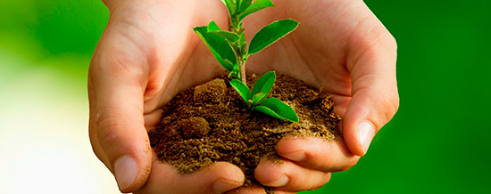 soil with small plant in the palm of hands photo