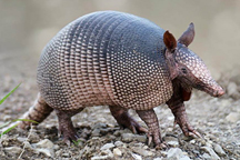 Photo of nine-banded armadillo