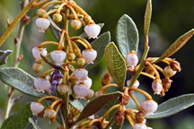 Photo of rusty lyonia