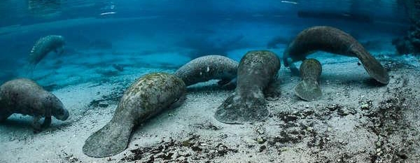 Group of Manatees at Blue Springs Park