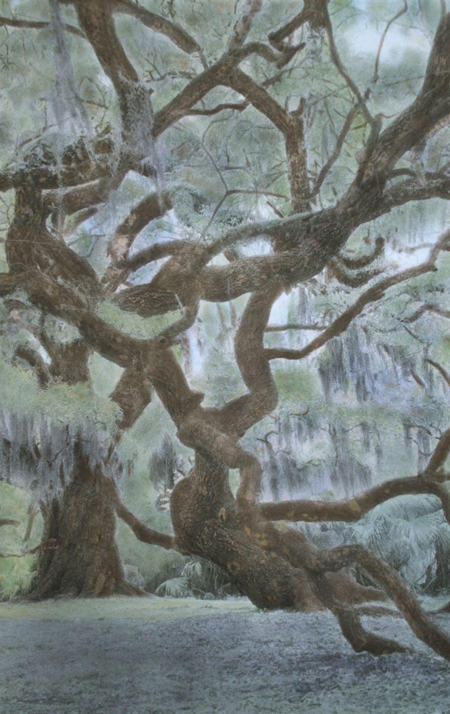 Fairchild Oaks II
