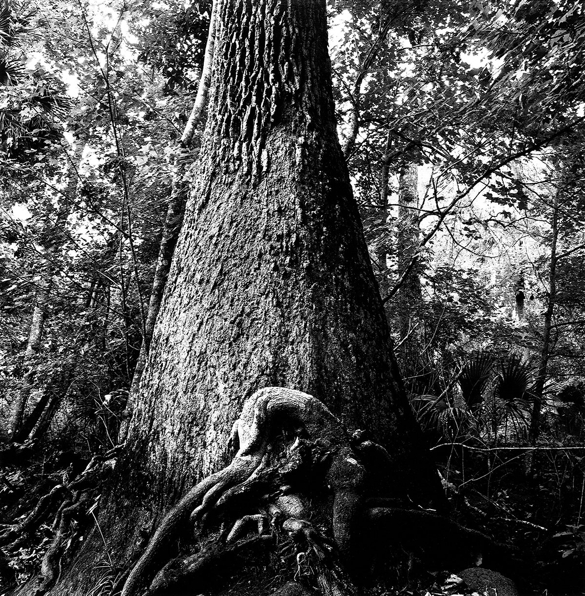 lee dunkel tree photo