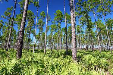 Long Leaf Pine photo of trees
