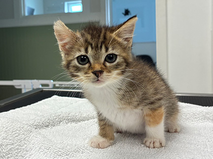 Think Twice Before You “Kitten-nap”: Tips for Finding Young Kittens Outdoors Story Featured Image