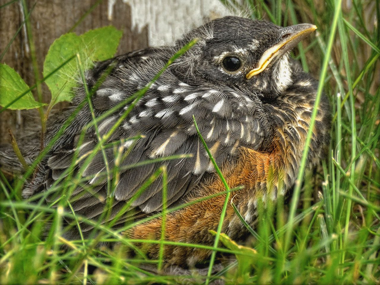 Spring Means Nesting Season; What to Do If You Find a Baby Bird