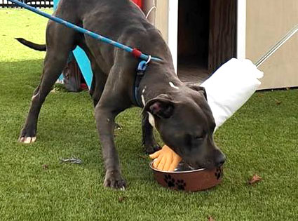 From Arrival to Adoption: How the Volusia County Animal Shelter Prepares Pets for New Homes Story Featured Image