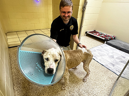 Volusia County Animal Services Helps Neglected Dog Recover as Investigation Leads to Owner’s Arrest Story Featured Image