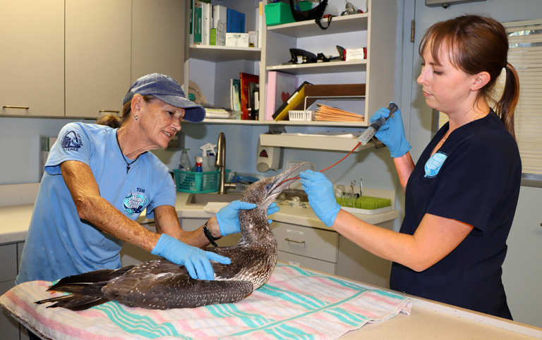 Vet feeding a sick Florida bird