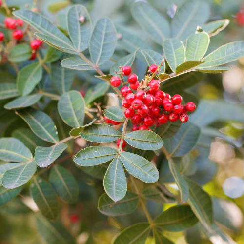 Volusia County to Remove Brazilian Pepper from Popular Preserve