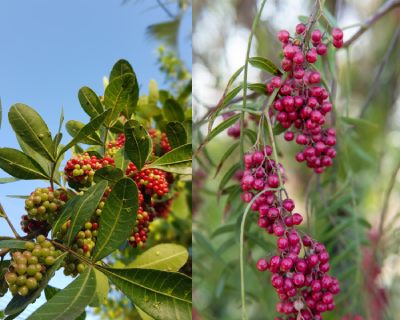  Volusia County to Remove Brazilian Peppers from Lighthouse Point Park Story Featured Image