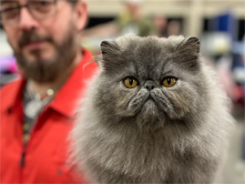 It's Show Time for Fancy Felines at the Ocean Center!