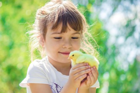 Volusia County Encourages Thoughtful Decisions if Considering Rabbits or Chicks as Pets for Easter Story Featured Image