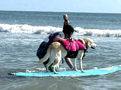 Hang 8 Dog Surfing Extravaganza Makes Waves in Volusia County Debut Story Featured Image