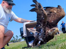 Marine Science Center releases Bald Eagle at Speedway