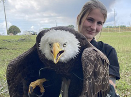 Injured Bald Eagle in DeLeon Springs Rescued by Volusia County Animal Services