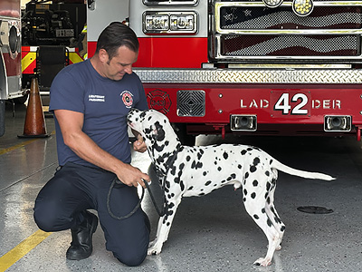 Dalmatian’s Journey to Forever Home Includes Special Stop with Volusia County Firefighters Story Featured Image