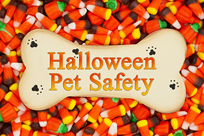 Paws, Pumpkins, and Precautions: Volusia County Animal Services Promotes Halloween Pet Safety Story Featured Image