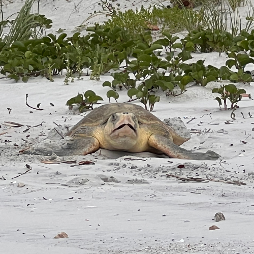 Rare Sighting in Volusia County as Kemp’s Ridley Sea Turtle Returns to Nest