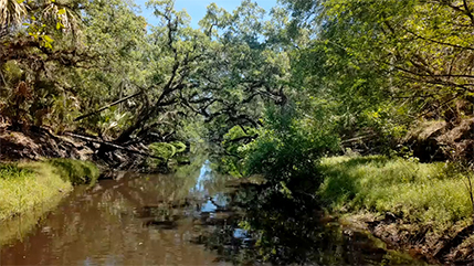 County Expands Conservation Land Efforts with 1,299-Acre Acquisition Through Volusia Forever Story Featured Image
