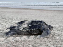 Leatherback Lays Early Nest in New Smyrna Beach