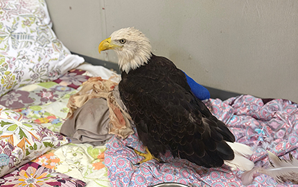Marine Science Center's Bald Eagle Ambassador Recovering After Quality-of-Life Surgery