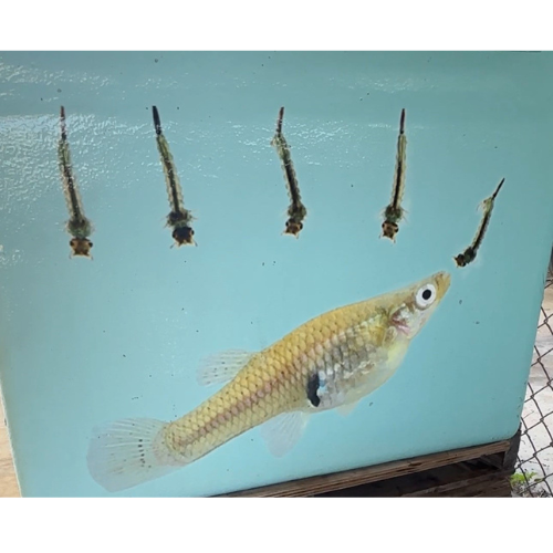Free Mosquito-Reducing Fish Available to Volusia County Residents 
