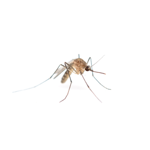 Volusia County Marks National Mosquito Control Awareness Week with Educational Events