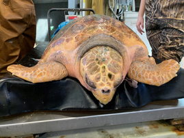 Marine Science Center to Release Loggerhead 