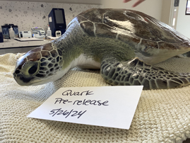 Marine Science Center to Release Four Green Sea Turtles June 4