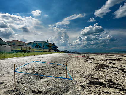 Volusia County’s 2026 Sea Turtle Nesting Season Off to a Historic Start Story Featured Image