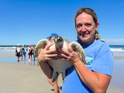 Six Rehabilitated Sea Turtles Return to the Ocean Following Care at the Marine Science Center Story Featured Image