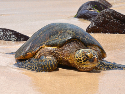 Sea Turtle Nesting Season Begins in Volusia County