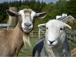 Keep Your Goats and Sheep Healthy with UF/IFAS class