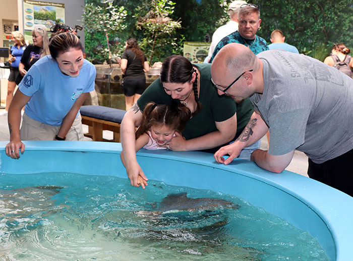 Child looking at a stingray swimming in a kiddie pool