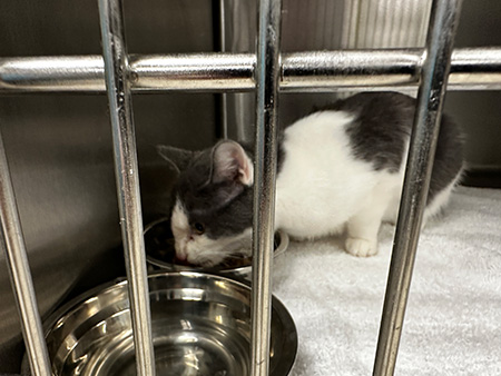  Volusia County Rescues Cats from DeLand Property Where Multiple Were Also Found Deceased Story Featured Image