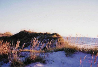 Volusia County Secures $2.5 Million Grant to  Restore Coastal Dune Vegetation