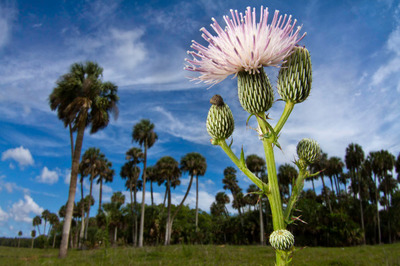 Volusia County Expands Conservation Corridor by 1,335 Acres with State Support